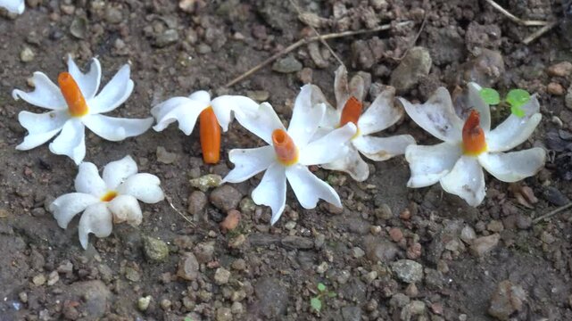 The delicate Parijat flower or Nyctathes arbortristis, with vibrant leaves and seeds, symbolizes beauty and spirituality, ideal for capturing nature elegance and cultural significance.