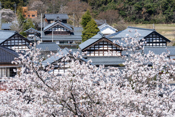 切妻屋根群と桜