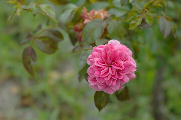 Obraz premium Beautiful pink rose flower closeup in garden, A very beautiful rose flower bloomed on the rose tree, Rose flower, bloom flowers, Natural spring flower, Nature