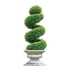 Spiral topiary tree. Isolated on transparent background.
