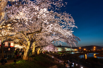 さくら名所100選・足羽川桜並木の夜桜