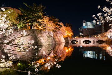 福井城址の夜桜