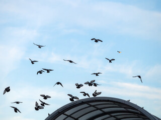 flight of a flock of pigeons against sky