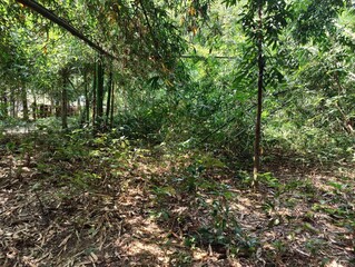 Fototapeta premium bamboo forest in the jungle.