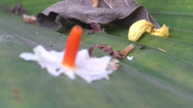 The delicate Parijat flower or Nyctathes arbortristis, with vibrant leaves and seeds, symbolizes beauty and spirituality, ideal for capturing nature elegance and cultural significance.