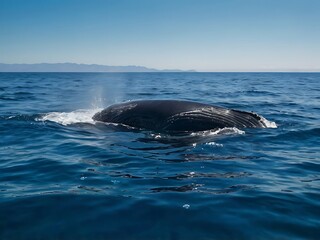 Fototapeta premium Whale Back Partially Submerged in Ocean Water