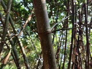 Obraz premium bamboo forest in the jungle.
