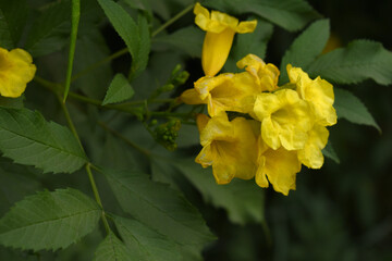 Yellow trumpetbush (Tecoma stans) Called Yellow bell or Yellow Elder Flower, trumpet flower, Beautiful bunch of yellow flowers closeup with green leaves Background, tecoma stans