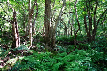 Obraz premium wild forest with old trees and ferns