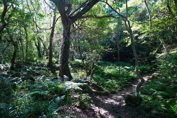 Obraz premium autumn path through mossy old trees and vines