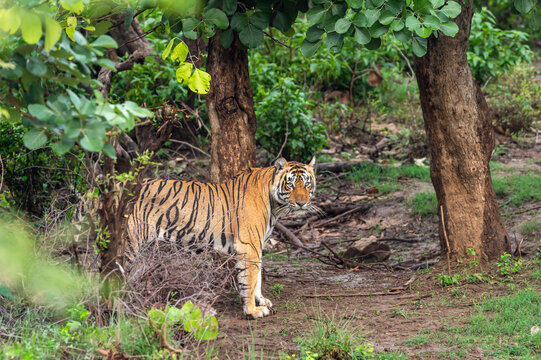 wild bengal male tiger or panthera tigris standing full face and eye contact in natural green background winter season evening safari sariska national park forest tiger reserve alwar rajasthan india