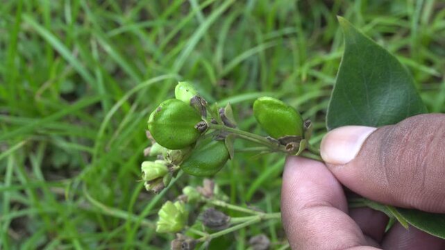 The delicate Parijat flower or Nyctathes arbortristis, with vibrant leaves and seeds, symbolizes beauty and spirituality, ideal for capturing nature elegance and cultural significance.