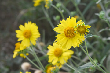 Golden Crownbeard (Also called Golden Crownbeard, Copen Daisy, golden crown beard) in the nature,...