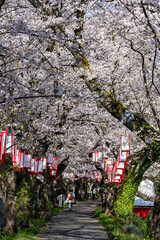 さくら名所100選・足羽川桜並木