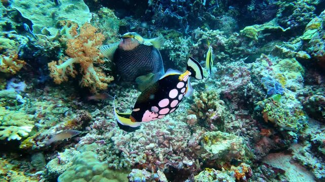 Komodo, Indonesia: Underwater slow motion footage of a titan trigger fish during a scuba diving in the Tatawa Besardive site in the Komodo park near Labuan Bajo in Flores