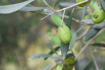 unripe green olives on tree closeup, Olive-tree branch with unripe green olives, olive tree plantation during harvest, unripe green olives on the tree with green leaves, Chakwal, Punjab, Pakistan
