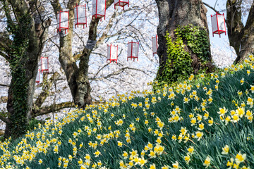 さくら名所100選・足羽川桜並木