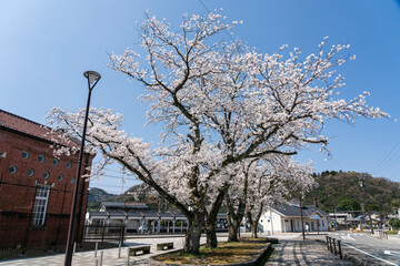 えちぜん鉄道永平寺口駅前の桜