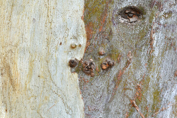 Eucalyptus tree bark texture, Bark of eucalyptus tree, seamless texture, a eucalyptus tree bark...