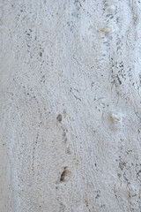 Eucalyptus tree bark texture, Bark of eucalyptus tree, seamless texture, a eucalyptus tree bark texture background image