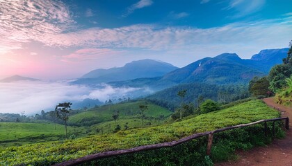 Obraz premium A picturesque sunrise over a vibrant green tea plantation with misty mountains in the background, showcasing the serene beauty of Sri Lanka's countryside.