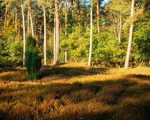Hügelige Waldlichtung mit Heidekraut im sonnigen Herbstlicht.   Foto aufgenommen in Deutschland,...