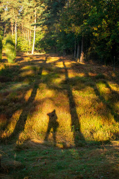 Schattenfigur zwischen dem Schatten zweier B&auml;ume. Foto aufgenommen in Deutschland, NRW, Heiden
