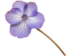 A delicate purple flower with intricate veins and a slender stem.