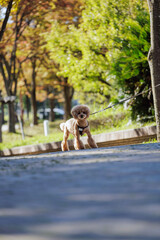 A lone poodle on a leash pauses to survey its surroundings during an afternoon walk in a park full...