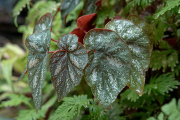 Begonia Black silver plants are cared for in a special room in a forest park in the city of Bogor, Indonesia