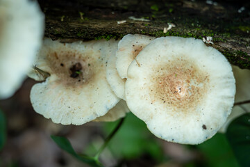 lentinus sp. Mushroom growing on a dead wood that has rotted and is scattered on the ground in...