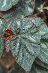 Begonia Black silver plants are cared for in a special room in a forest park in the city of Bogor, Indonesia