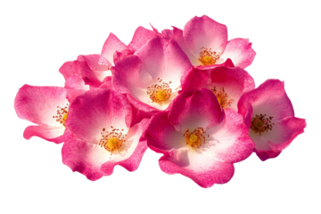 High-Quality PNG of Beautiful bright pink musk roses (Balerina) close up on white isolated background – High Resolution