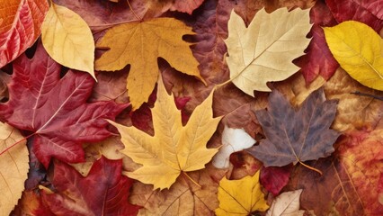 autumn leaves background