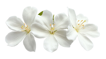 Fototapeta premium High-Quality PNG of White Jasmine Delicate Blossoms Isolated on Transparent Background PNG. – High Resolution