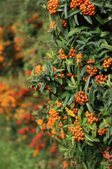 Pyracantha koidzumii commonly known as Formosa firethorn or Taiwan firethorn with many orange berries