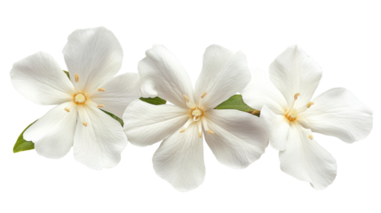 High-Quality PNG of White Jasmine Delicate Blossoms Isolated on Transparent Background PNG. – High Resolution