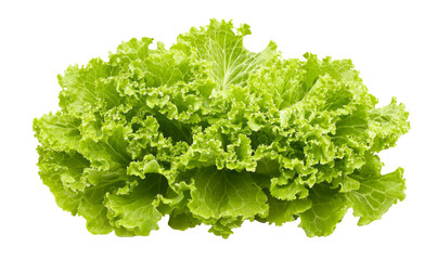 Fototapeta premium High-Quality PNG of fresh green lettuce salad leaves isolated on transparent png – High Resolution
