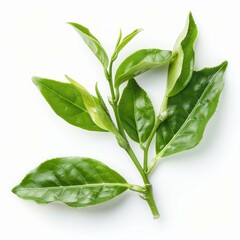 Obraz premium Fresh tea branch with green leaves growing on a white background