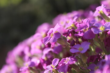 Obraz premium flowers in the garden