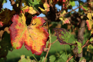 Close-up of red and yellow Vine leaves in the Pinot vineyard on autumn season against blue sky . Vitis vinifera cultivation 