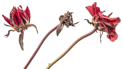 Three dried red roses, showcasing their wilted beauty and natural decay.