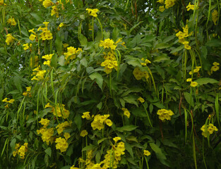 Obraz premium Yellow trumpetbush (Tecoma stans) Called Yellow bell or Yellow Elder Flower, trumpet flower, Beautiful bunch of yellow flowers closeup with green leaves Background, tecoma stans