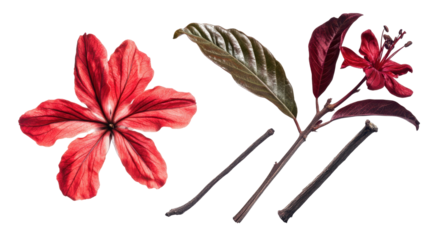 A botanical illustration featuring a red flower, leaves, and twigs.
