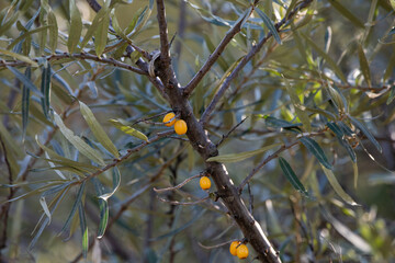 Sea buckthorn on a branch. Yellow sea buckthorn berries
