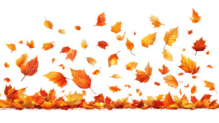 Obraz premium Falling autumn leaves isolated on transparent background – seasonal nature concept.