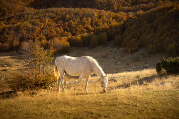 Obraz premium White horse in the autumn forest
