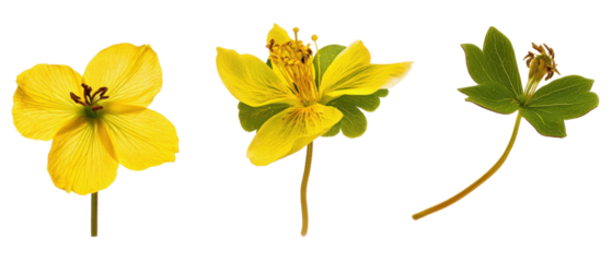 Three yellow flowers with green leaves, showcasing natural beauty and diversity.