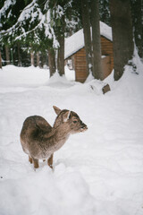 Obraz premium Young Deer in a Snowy Forest Landscape with Wooden Cabin in Background