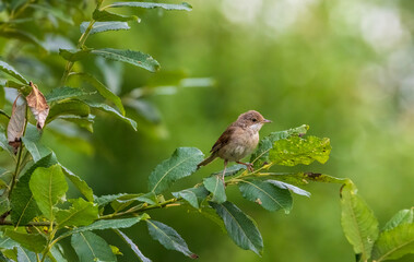 Common Whitethroat(Silvia communis) in summer on willow branch